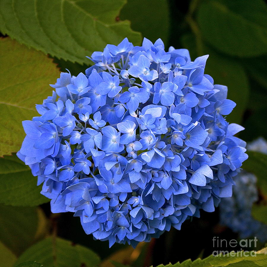 Blue Hydrangea Photograph by Jim Gillen