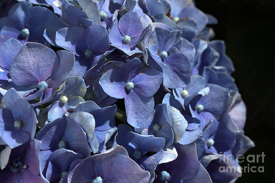 Nature Photograph - Blue Hydrangea by Joy Watson