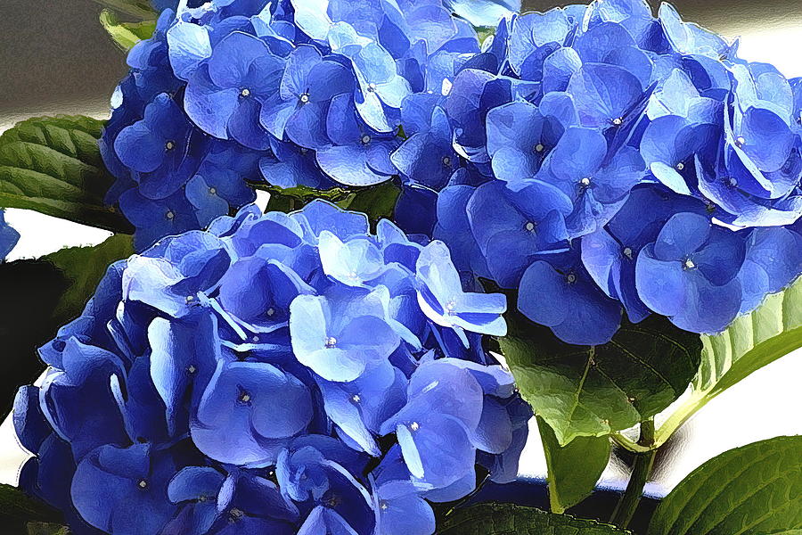 My Blue Hydrangeas  Photograph by Lehua Pekelo-Stearns