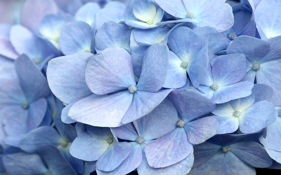 Spring Photograph - Blue Hydrangea by Leslie Reitman