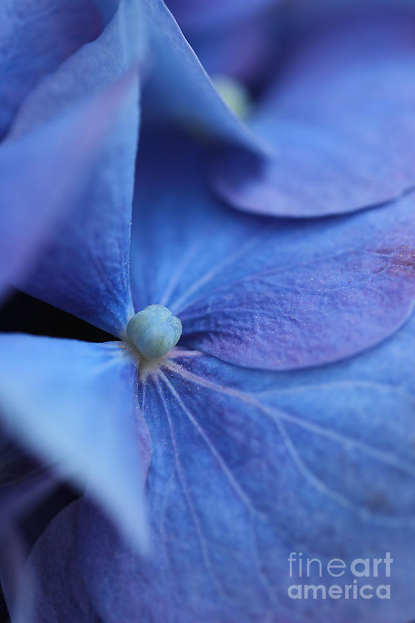 Blue Hydrangea Photograph by Morgan Wright