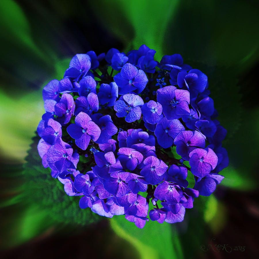 Blue Hydrangea Photograph by Nick Kloepping