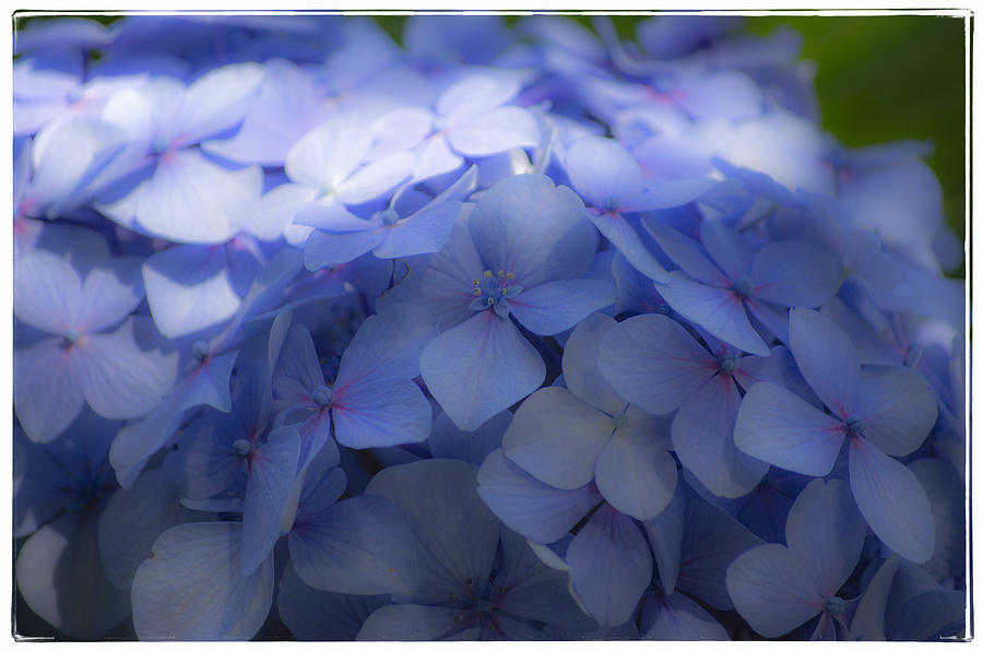 Blue Hydrangea One Photograph by Craig Perry-Ollila
