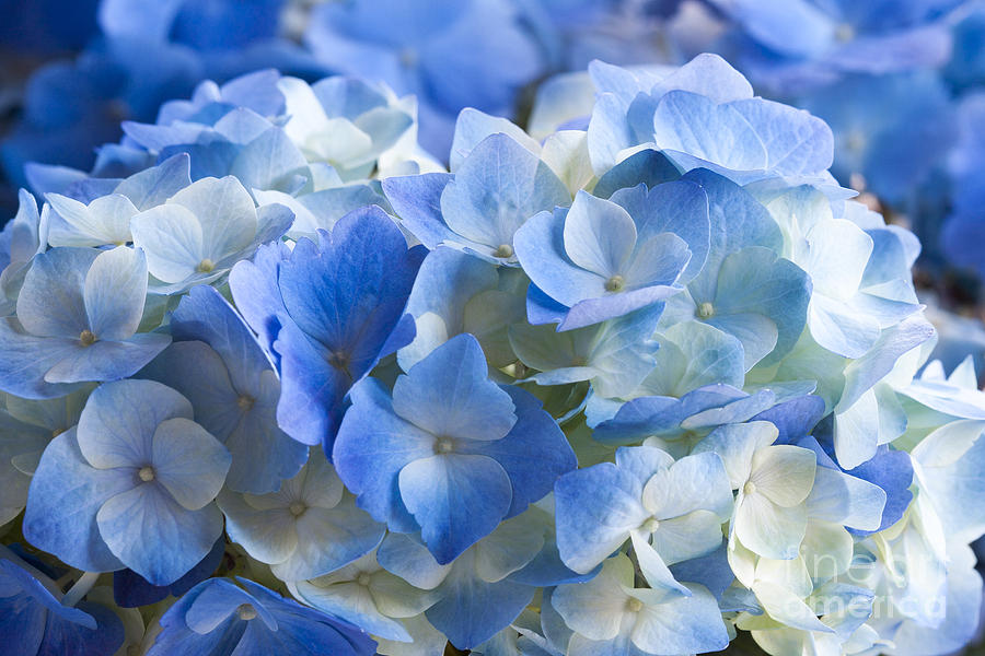 Blue Hydrangea Photograph by Patty Colabuono
