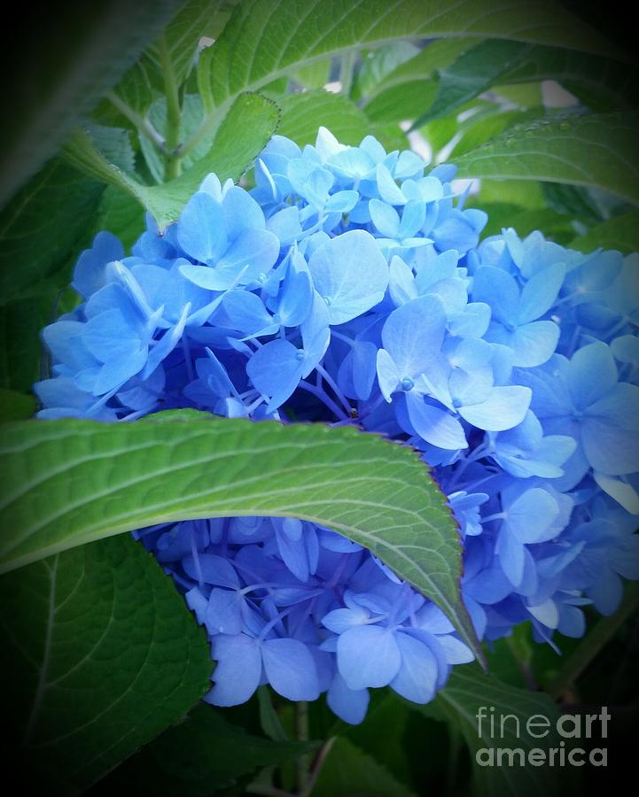 Blue Hydrangea Photograph by Rose Wang