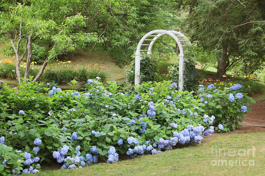 Blue Hydrangea Photograph by Rosemary Aubut