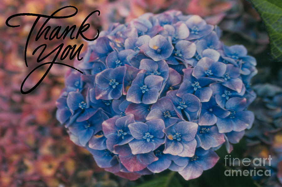 Blue Hydrangea THANK YOU Photograph by Heather Kirk