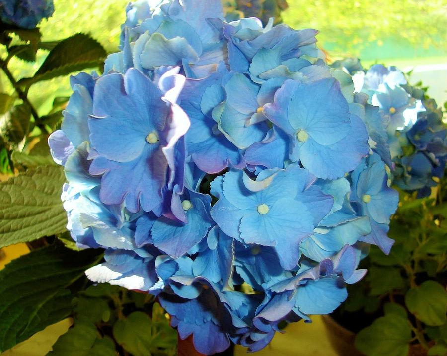 Blue Hydrangea Painting by Vickie G Buccini
