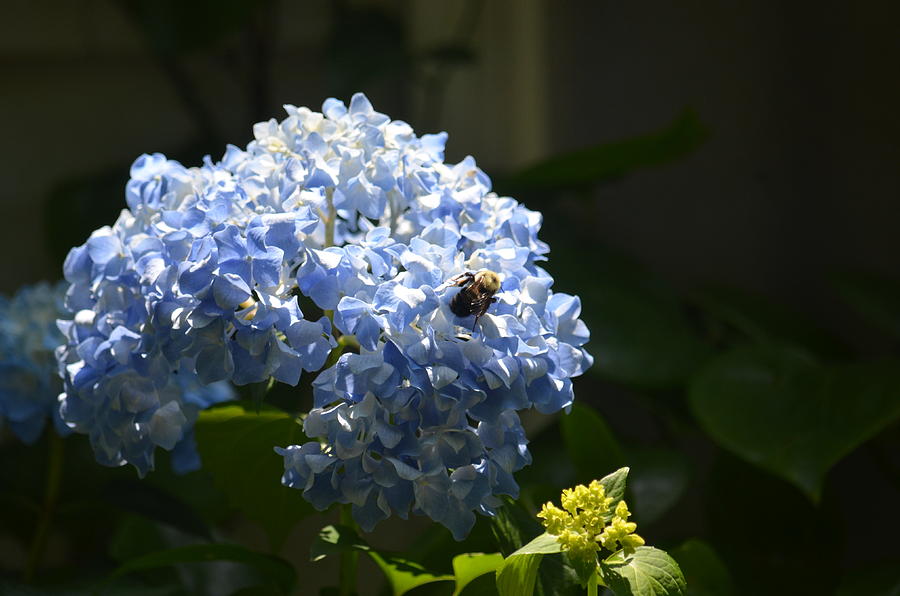 Blue Hydrangea With Bumblebee Photograph by Maria Urso