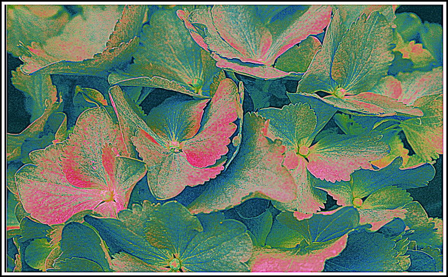 Blue Hydrangeas Pop Art Photograph by Dora Sofia Caputo