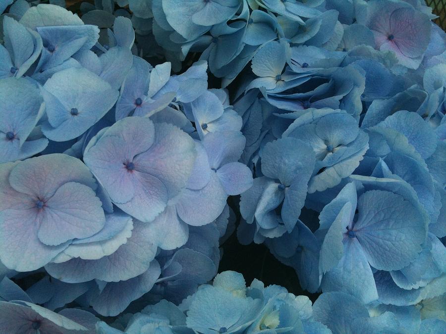 Blue Hydrangeas Photograph by Shawn Hughes