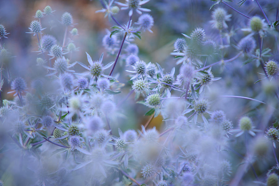 Nature Photograph - Blue Infinity by Jenny Rainbow
