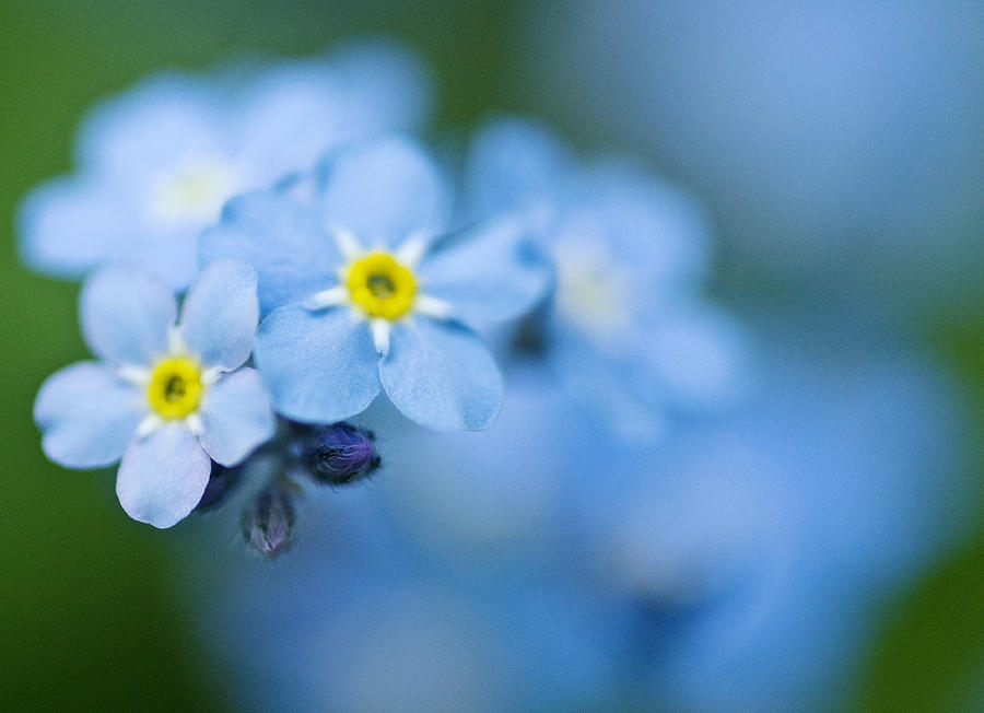 Blue in May Photograph by Arkady Kunysz