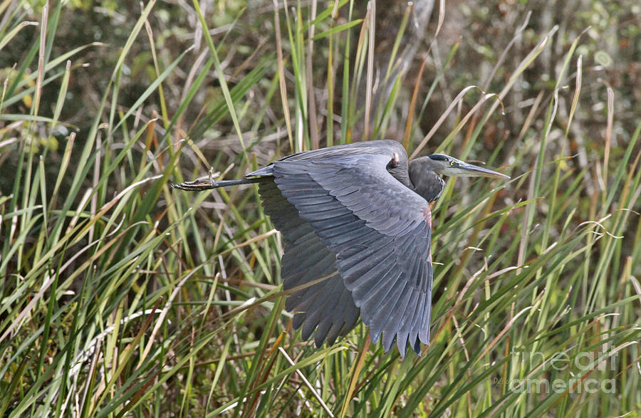 Heron Photograph - Blue In The Grass by Deborah Benoit
