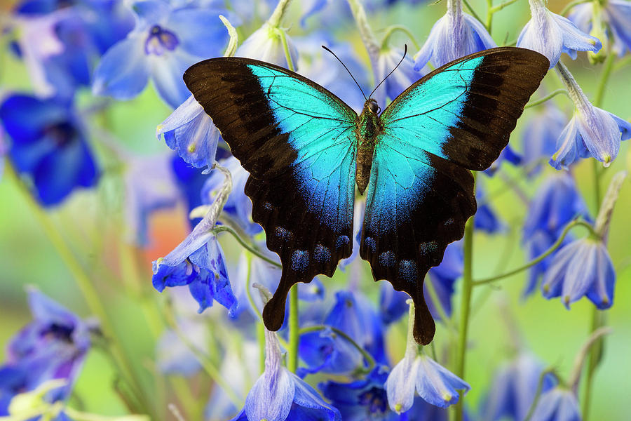 Blue Iridescence Swallowtail Butterfly. 