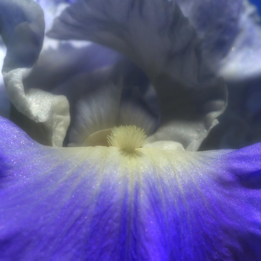 Blue Iris 2 Photograph by Joann Vitali