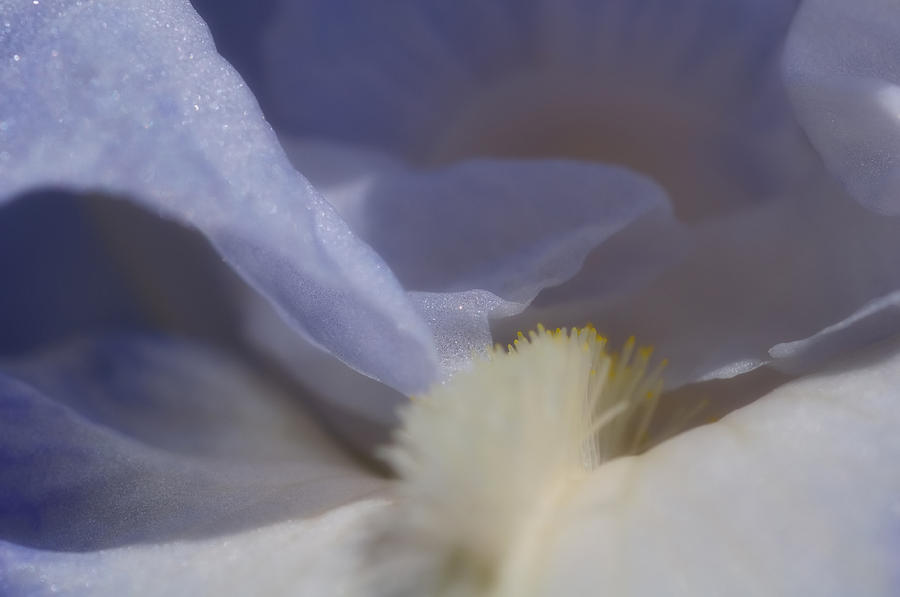 Blue Iris 3 Photograph by Joann Vitali