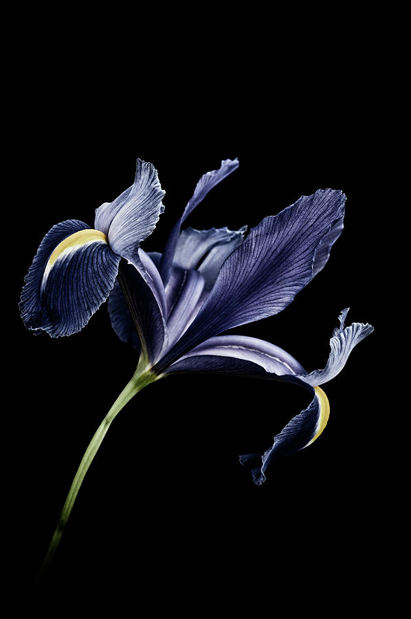 Blue Iris Against Black Background Photograph by Mike Hill