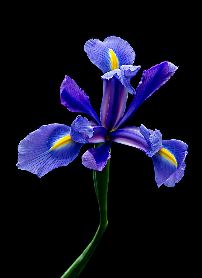 Blue Iris Beauty Photograph by Mary Jo Allen