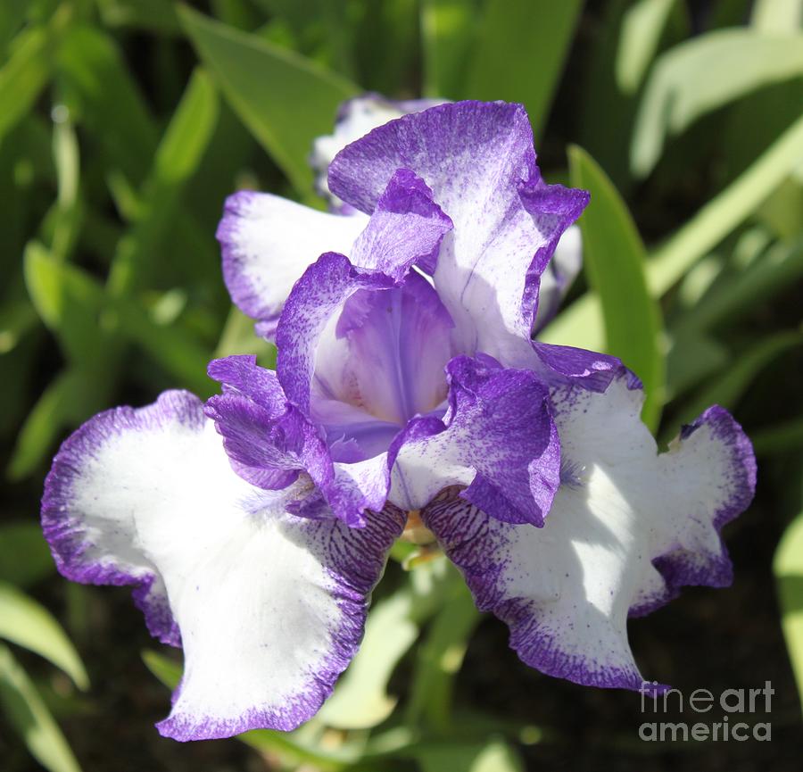 Blue Iris Photograph by Bev Conover