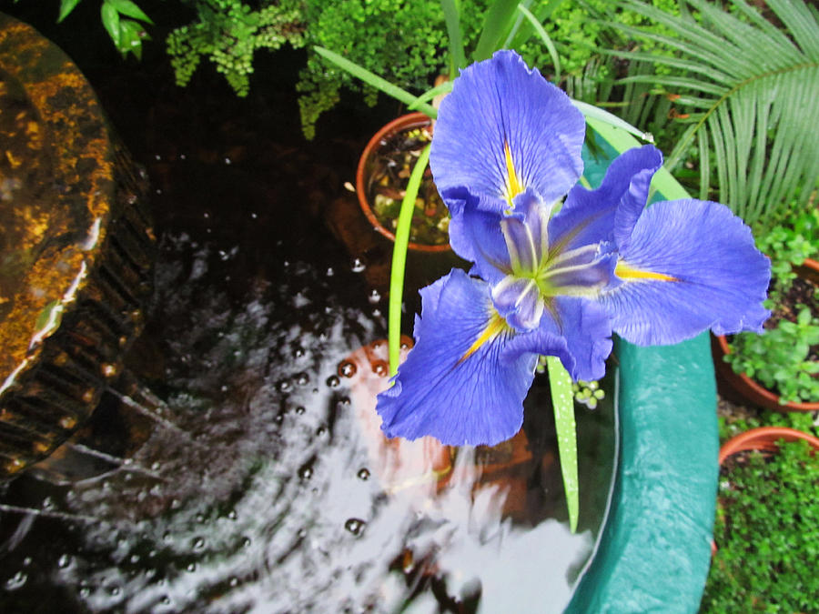 Blue Iris by a Goldfish Pond Photograph by Tom Hefko