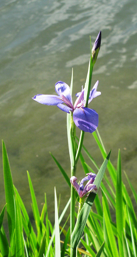 Iris Photograph - Blue Iris by the Water by Tom Hefko