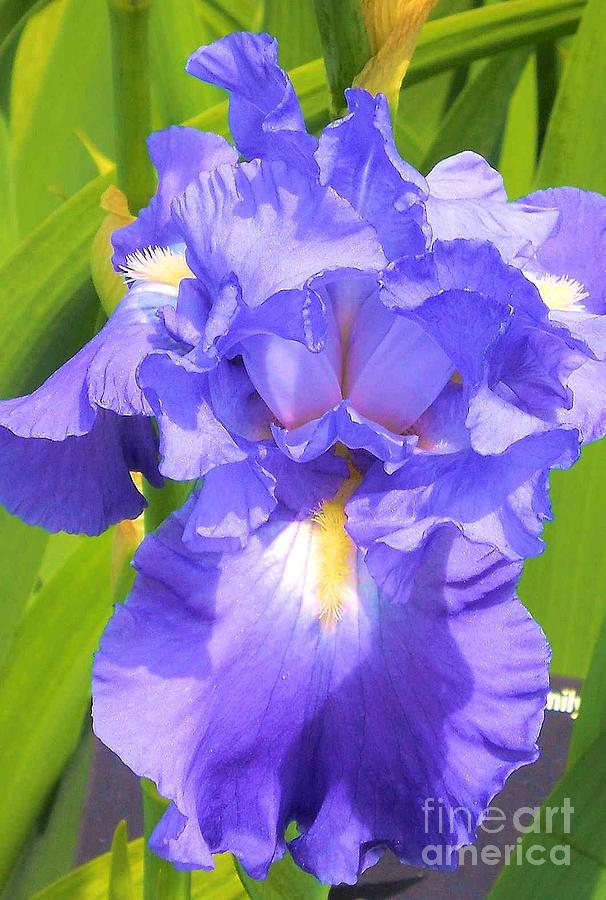 Iris Photograph - blue Iris by Claudette Bujold-Poirier