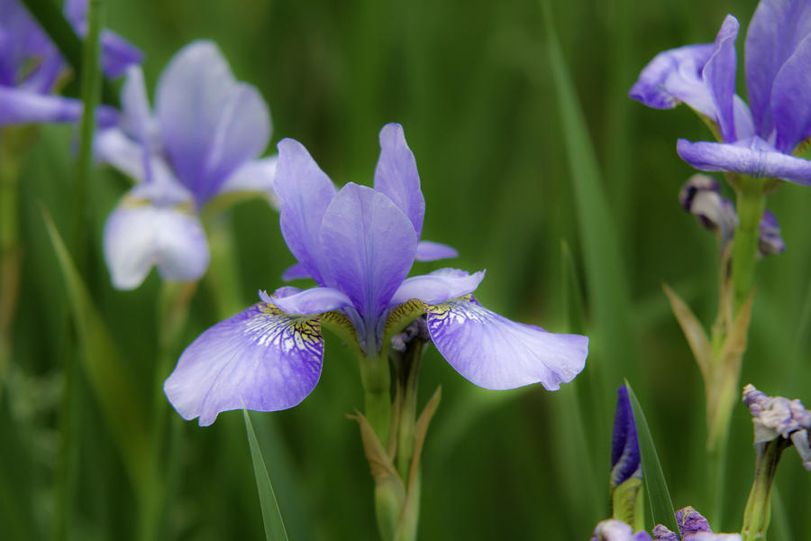 Blue Iris Photograph by David Freuthal