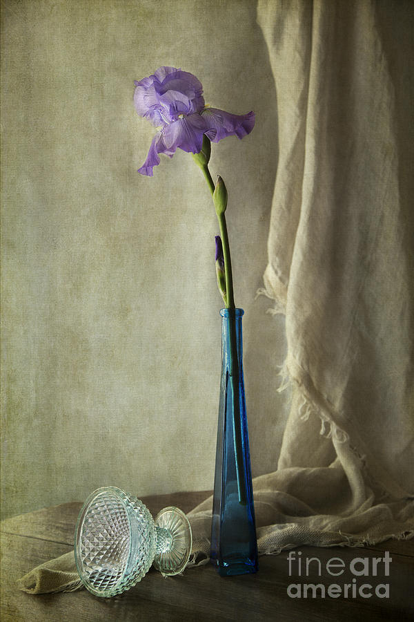 Iris Photograph - Blue iris by Elena Nosyreva