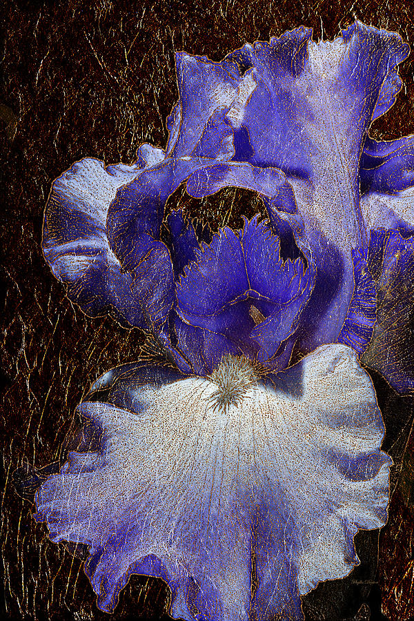 Blue Iris Gold Leaf Photograph by Phyllis Denton