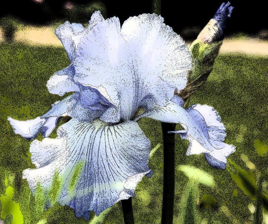Iris Photograph - Blue Iris by Greg Reed