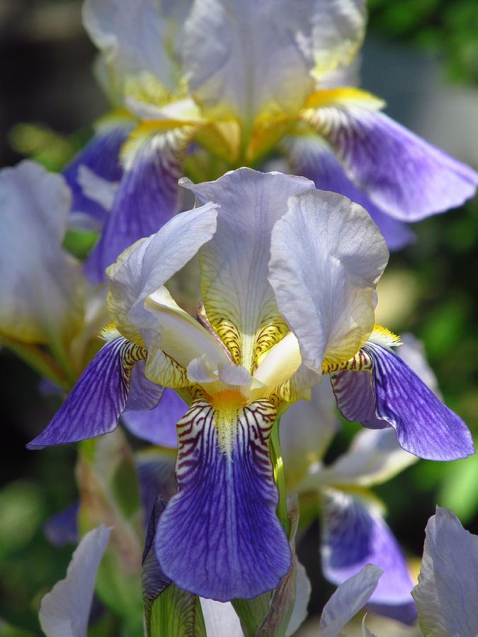 Blue Iris In Spring Photograph by Alfred Ng