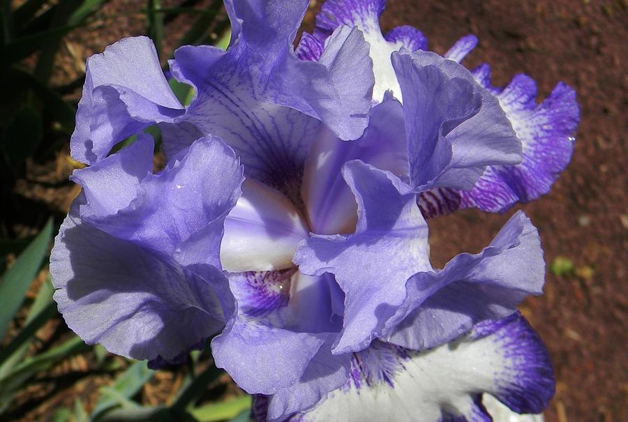 Blue Iris Photograph by Jean Goodwin Brooks