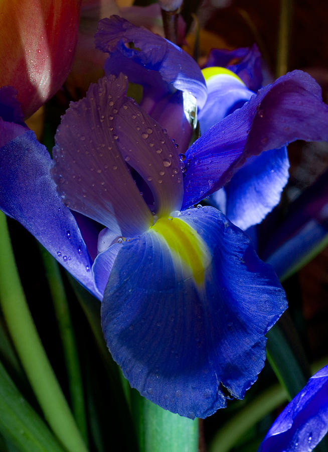 Nature Photograph - Blue Iris by Joann Vitali