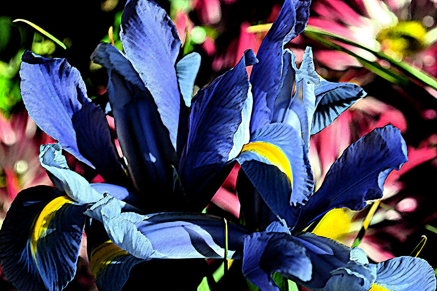 Blue Iris Painting by Katy Hawk