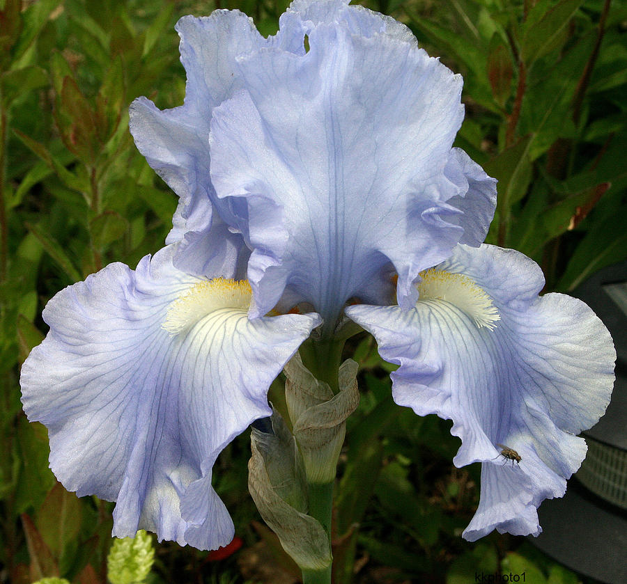 Blue Iris Photograph by Kay Novy