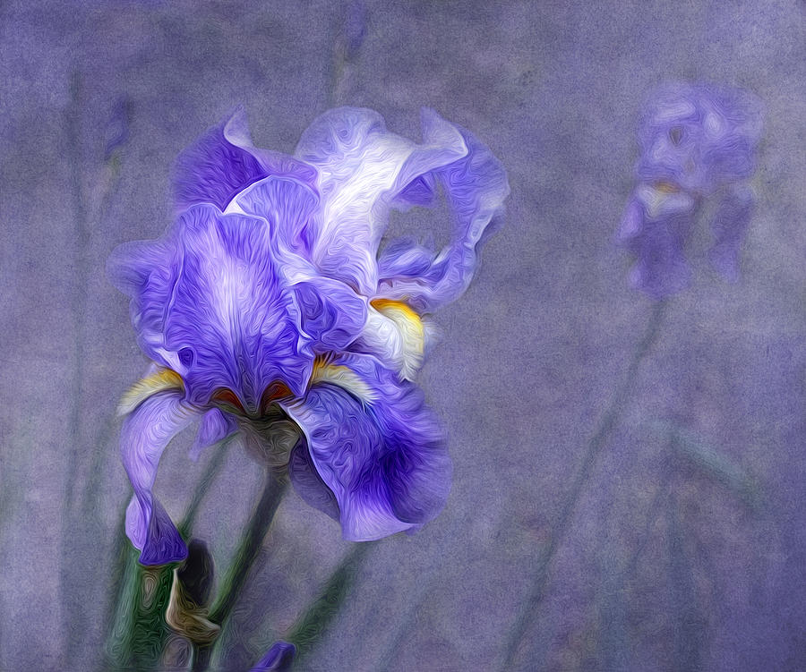 Blue Iris Photograph by Lena Auxier