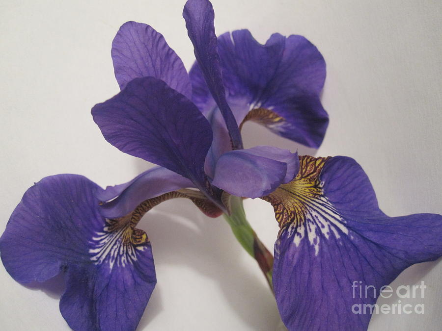 Purple Iris Macro 4 Photograph by Tara  Shalton