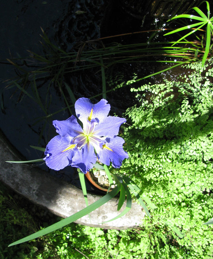 Blue Iris Maidenhair Fern Photograph by Tom Hefko