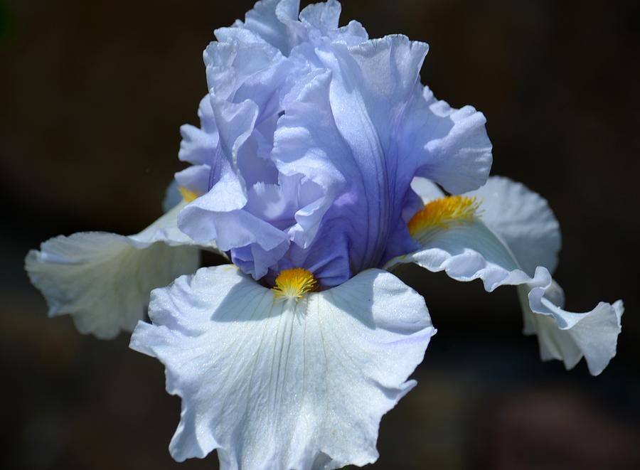 Blue Iris Photograph by Maria Urso