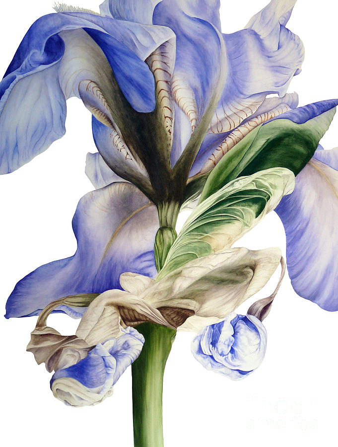 Iris Painting - Blue Iris by Marie Burke