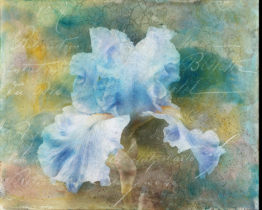 Blue Iris Photograph by Melinda Dreyer