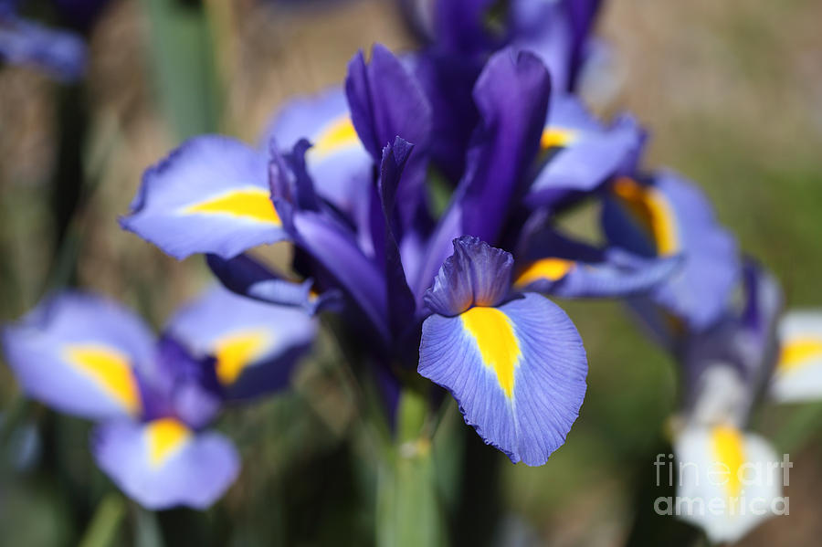 Blue Iris Photograph by Nicholas Burningham