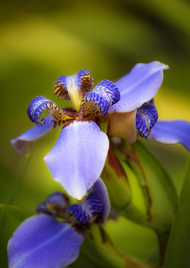 Blue Iris No. 1 Photograph by Stephen Anderson