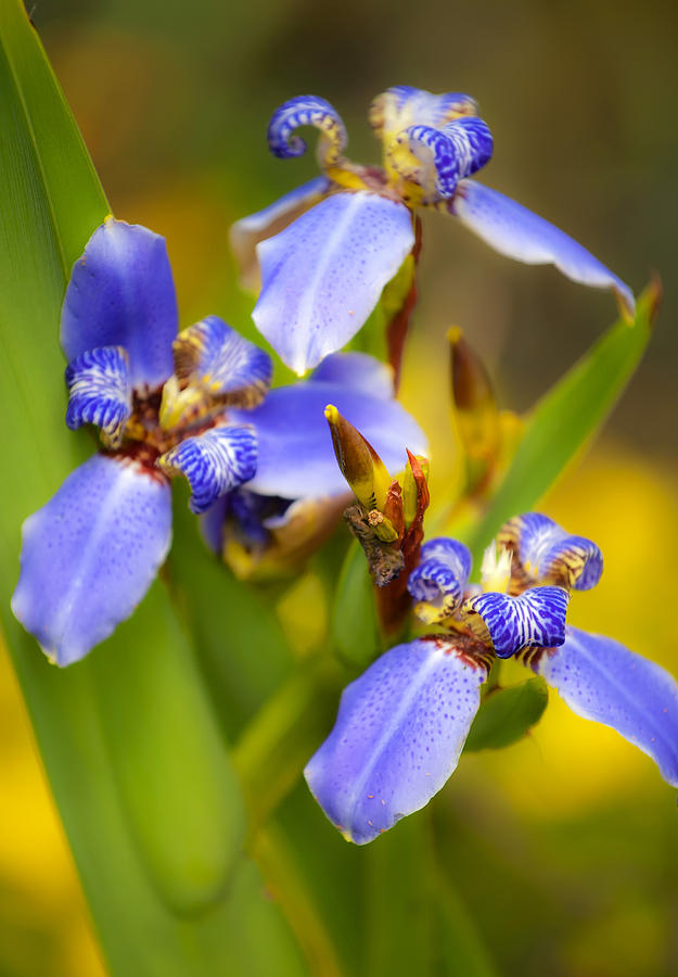 Blue Iris No. 2 Photograph by Stephen Anderson
