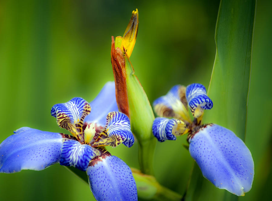 Blue Iris No. 3 Photograph by Stephen Anderson
