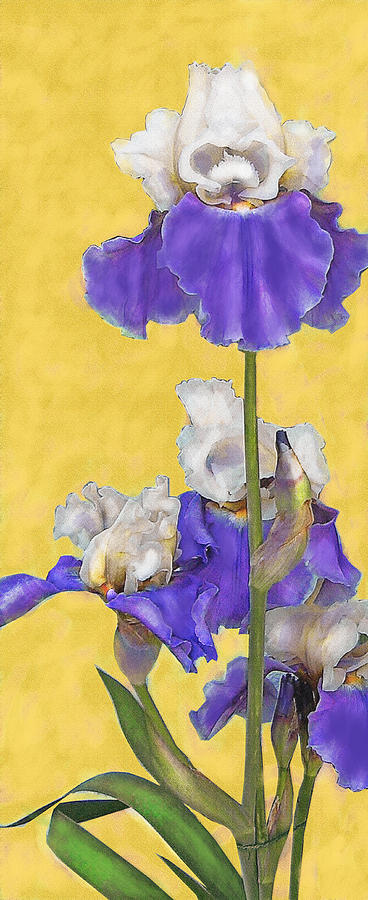 Iris Digital Art - Blue Iris On Gold by Jane Schnetlage