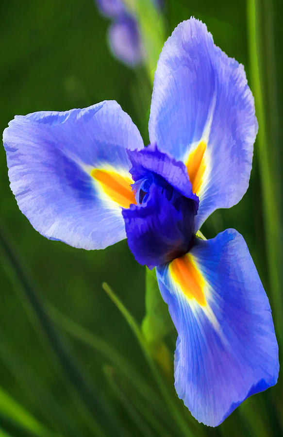 Blue Iris Photograph by Pat Cook