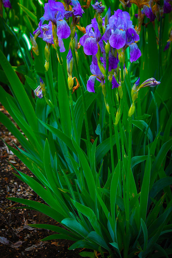 Blue Iris  Photograph by Patricia Babbitt