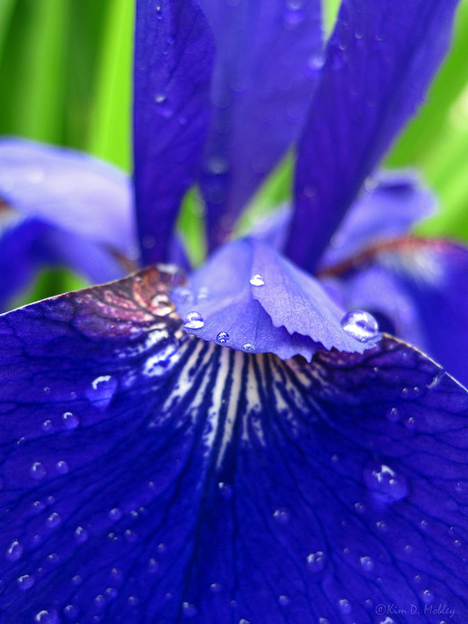 Blue Iris rain drops Photograph by Kim Mobley